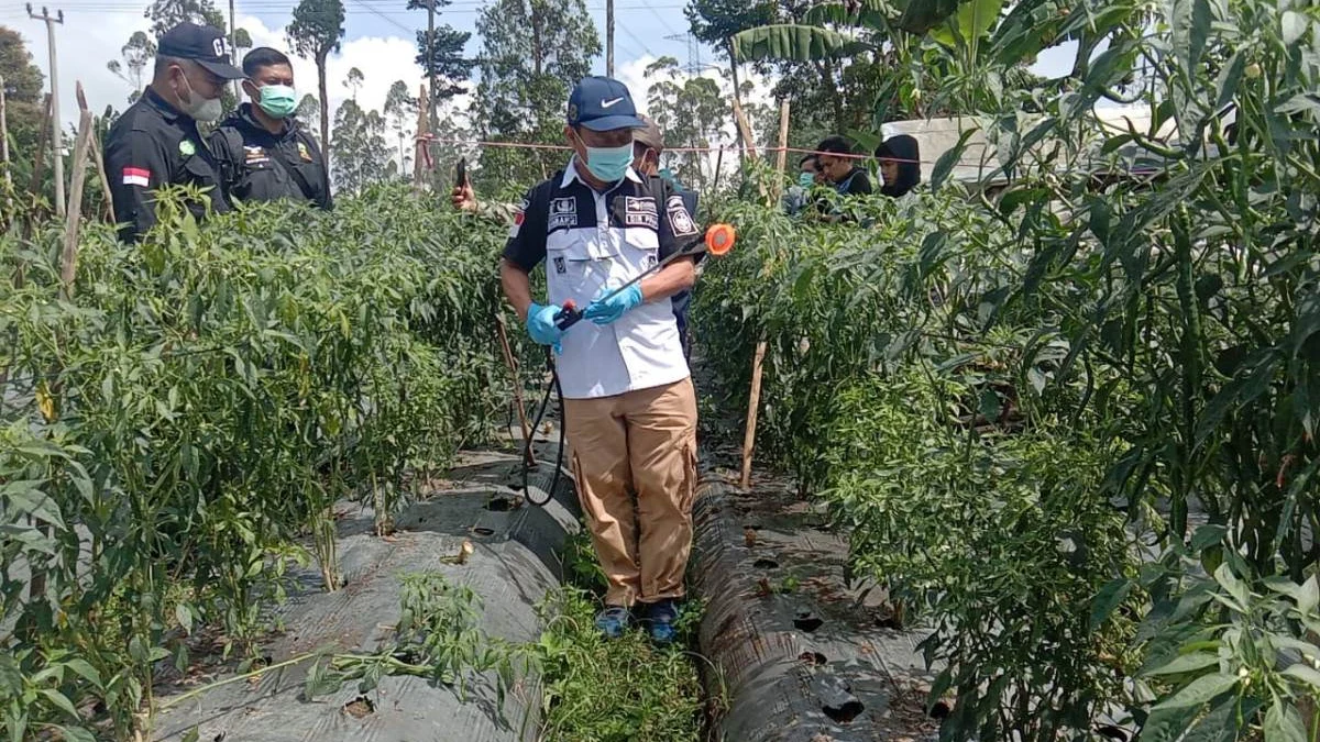 Direktur PPHH Kementan Kunjungi Garut, Serangan OPT Jadi Penyebab Mahalnya Cabe