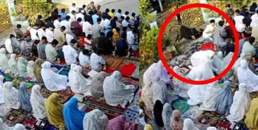 Viral Sapi Ngamuk Terobos Shaf Jemaah Salat Idul Adha