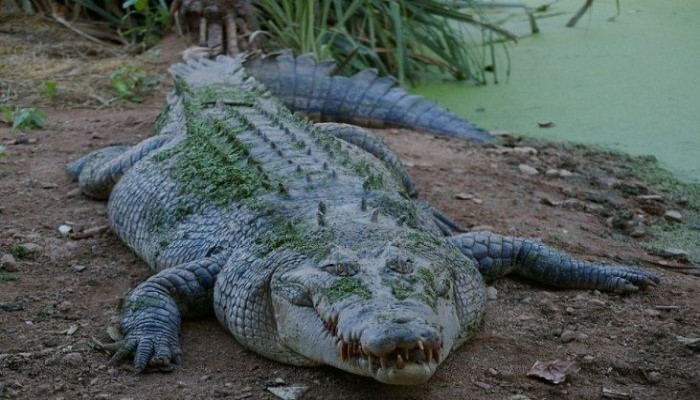 Buaya Telan Bocah 7 Tahun di India