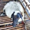 Aneh, Belasan Kambing Mati Misterius di Indramayu, Perutnya Robek dengan Organ Berhamburan