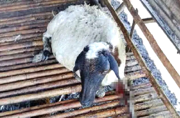 Aneh, Belasan Kambing Mati Misterius di Indramayu, Perutnya Robek dengan Organ Berhamburan