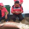 Heboh, 3 Ikan 150 Kg Muncul Usai Banjir di Garut, Akhirnya Dicincang Warga