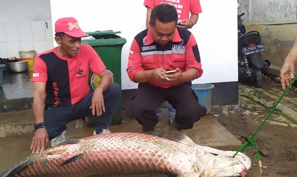 Heboh, 3 Ikan 150 Kg Muncul Usai Banjir di Garut, Akhirnya Dicincang Warga