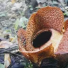 Penantian Selama 16 Tahun, Menunggu Rafflesia Arnoldii Mekar di Kebun Raya Bogor