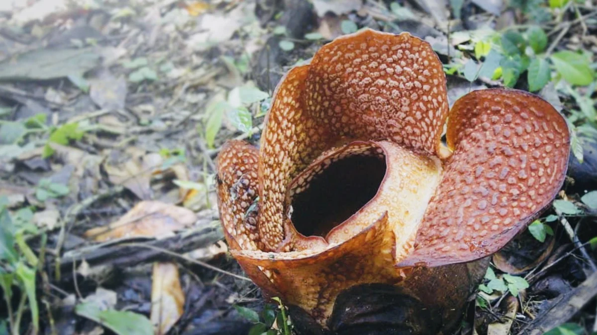 Penantian Selama 16 Tahun, Menunggu Rafflesia Arnoldii Mekar di Kebun Raya Bogor