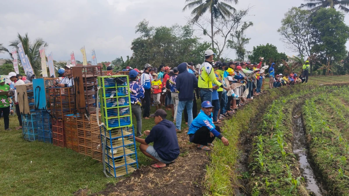 Pasca Pandemi PPMBSI Lombakan 270 Ekor Merpati