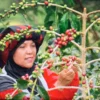 Buah Kopi Takengon Aceh sampai ke Amerika Serikat, Ini Buah Pemberdayaan UMKM BRI