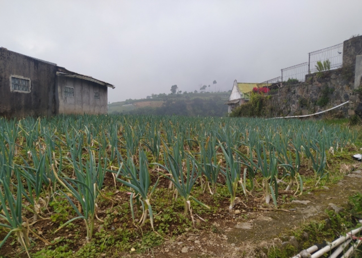 KEBUN: Tampak hamparan kebun bawang milik petani di Kampung Gunungputri, Desa Sukatani, Kecamatan Pacet. (Ayi Sopiandi/Cianjur Ekspres)--