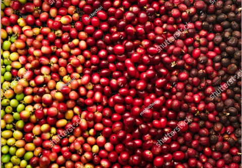 Kopi arabika (shutterstock)