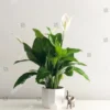 Sumber Gambar: Peace Lily (shutterstock)