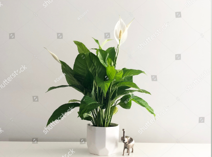 Sumber Gambar: Peace Lily (shutterstock)