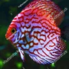 discus (https://www.shutterstock.com/)