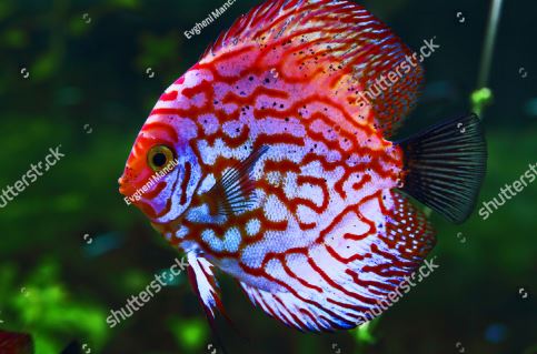 discus (https://www.shutterstock.com/)