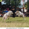 Domba Garut Terbesar biasanya pada jenis kelamin jantan.(foto shutterstock)