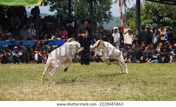 Domba Garut Terbesar biasanya pada jenis kelamin jantan.(foto shutterstock)