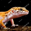 Cara Merawat Leopard Gecko Yang Mudah Untuk Pemula