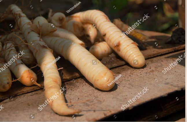 Umbi Garut, tanaman Terna yang menghasilkan umbi. dan mengandung karbohidrat dan gizi lainnya yang tinggi (foto shutterstock)