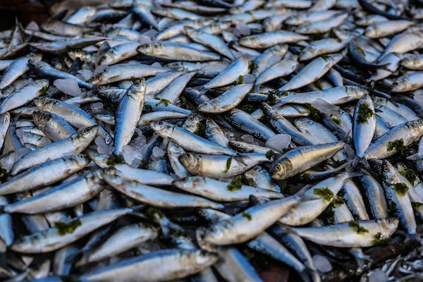 sentra kuliner ikan garut