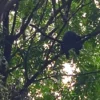 Lutung hitam berkeliaran di halaman kantor BPKAD Garut