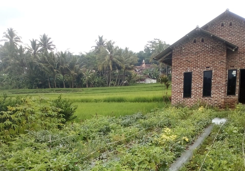 petani muda di garut