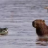 Hewan Viral di TikTok Capybara yang Akrab Dijuluki Masbro