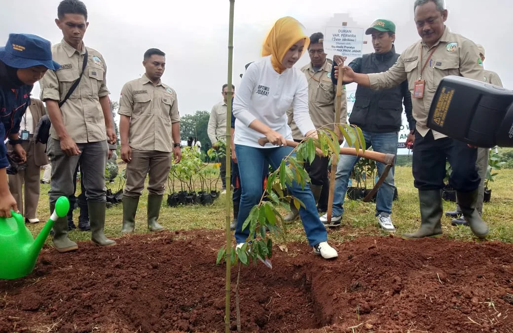 tanam pohon buah