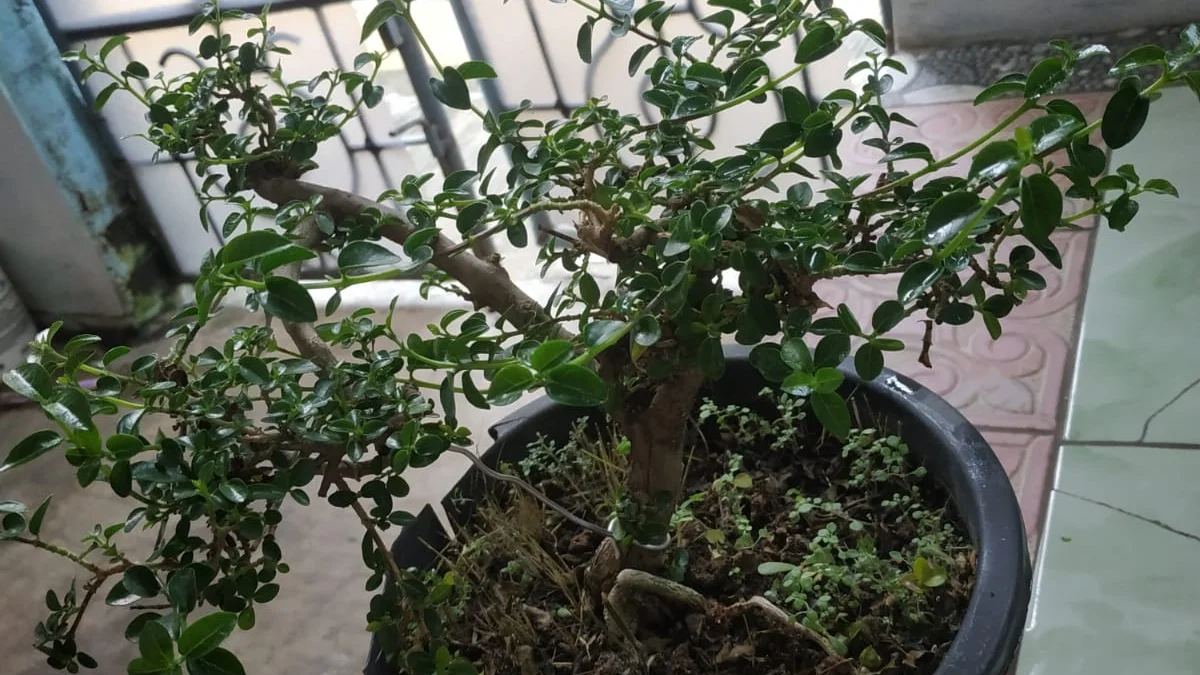 5 Cara Merawat Tanaman Bonsai Supaya Tumbuh Subur