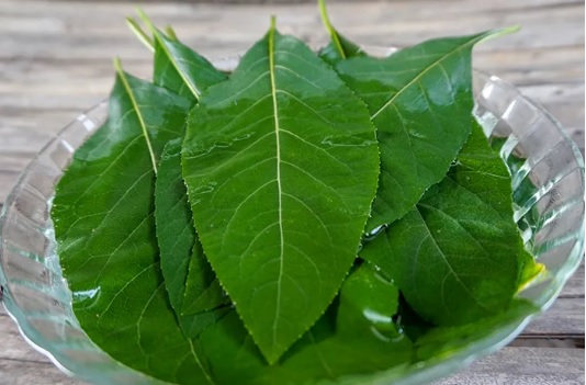 Daun Afrika memiliki banyak manfaat bagi kesehatan, diantaranya untuk mengatasi masalah penernaan, mencegah kanker, menjaga kesehatan jantung dan lainnya (foto halodoc.com)