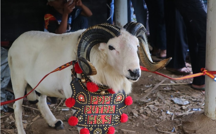 Ketangkasan Domba Garut dan Hal yang Membedakannya (foto Pexels)