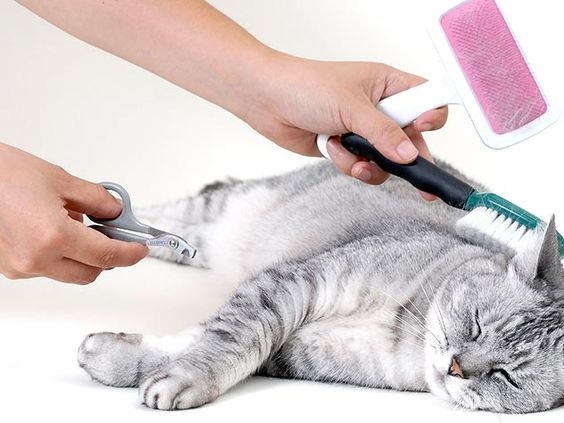 Grooming Kucing dan Inilah Manfaatnya (foto Pinterest)