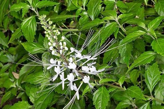 Manfaat dan Efek Samping Daun Kumis Kucing Bagi Kesehatan (foto Pinterest)