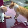 Bermimpi Dengan Kucing Saat Bertengkar (pinterest)