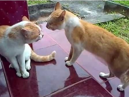 Bermimpi Dengan Kucing Saat Bertengkar (pinterest)