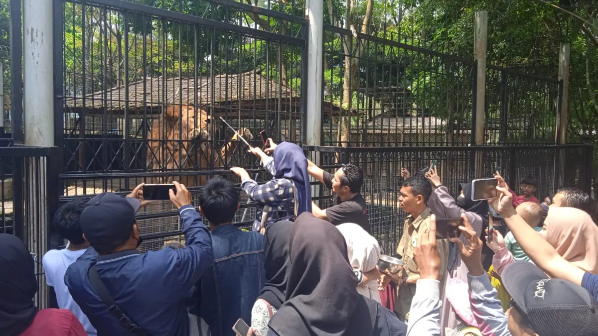 Pengunjung ke taman satwa Cikembulan bisa memberikan makan langsung ke hewan buas