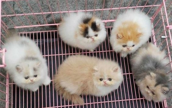 Faktor yang Mempengaruhi Pertumbuhan Kucing (foto Pexels)