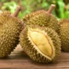 Ada kampung durian di Kabupaten Garut. Rupanya tak hanya di daerah selatan saja (foto shutterstock/ilustrasi)