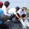 TEBAR BENUR: Kepala DKP Jabar, Ir. Hermansyah, M.Si melakukan penebaran benur udang vannamei pada Tambak Beton di UPTD Perikanan Air Payau dan Laut Wilayah Utara Karawang, Rabu (21/06/2023).