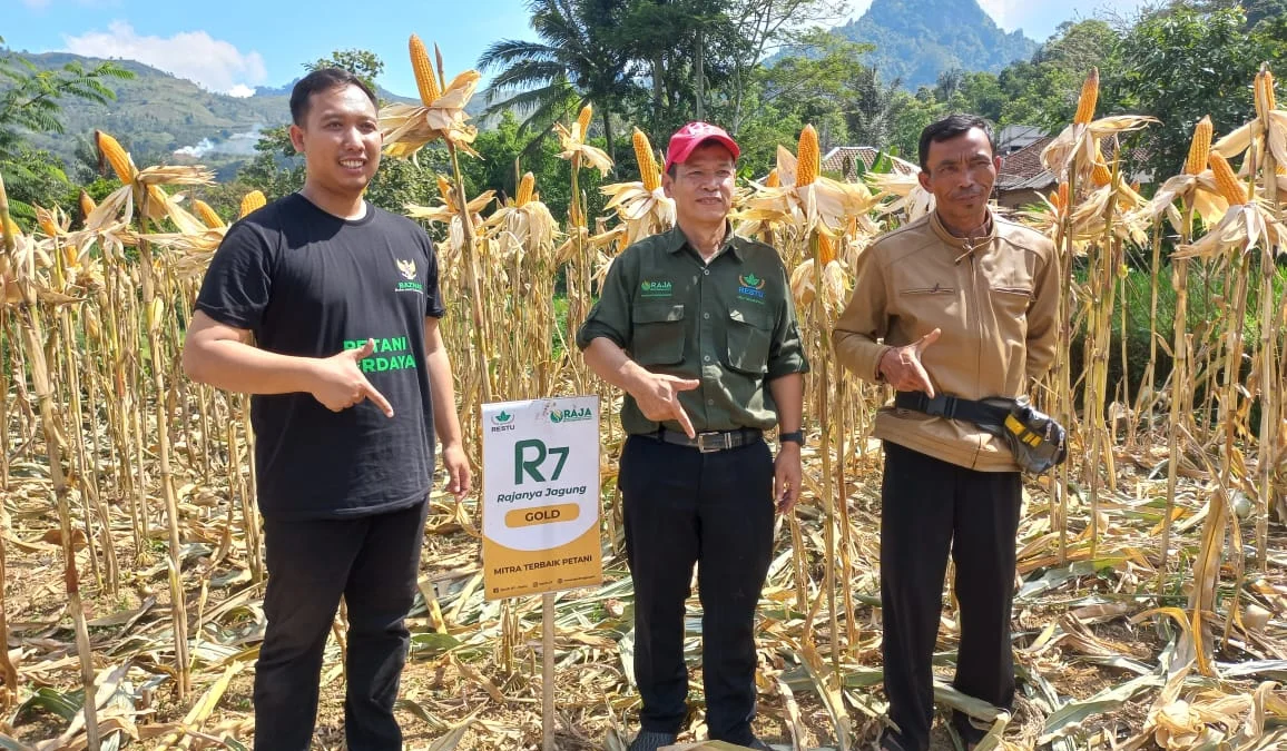 PT RAJA Perluas Penanaman Jagung R7 di Garut Selatan