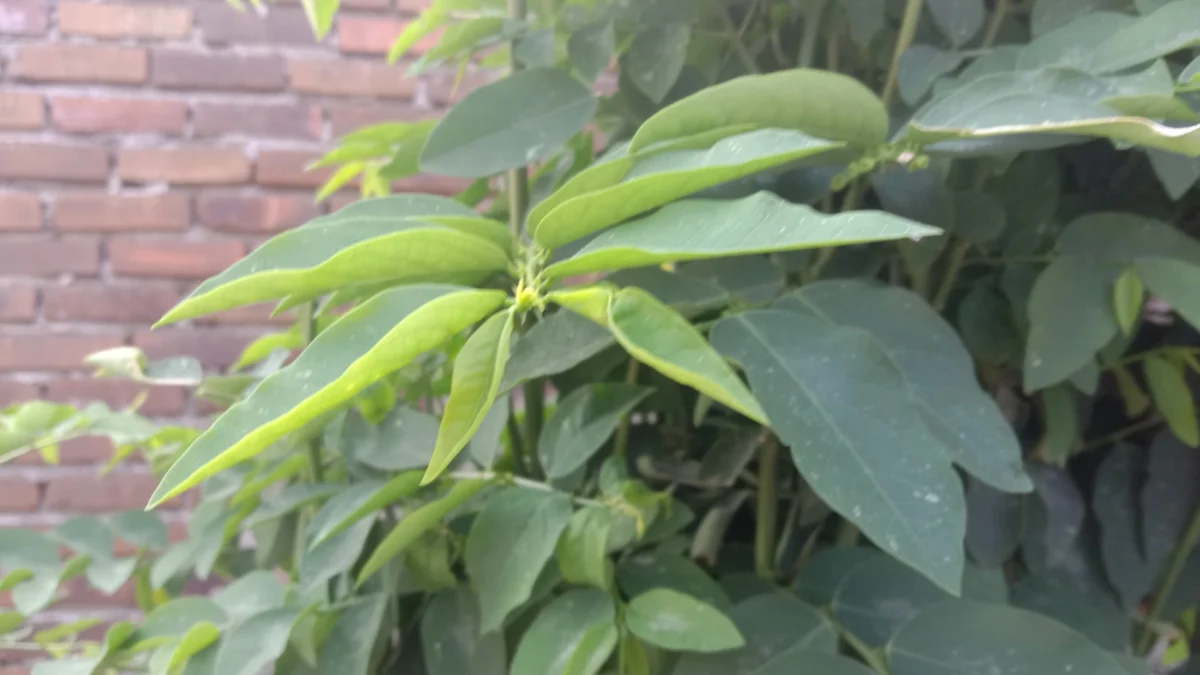 Daun katuk bermanfaat untuk mencegah flek hitam di kulit wajah