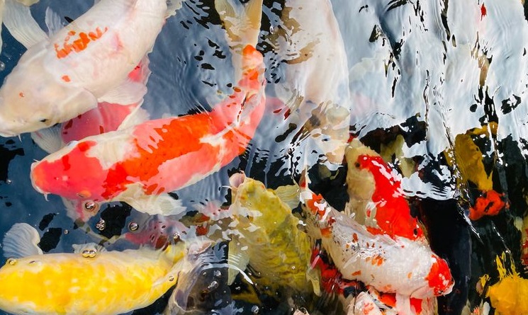 Urutan Ikan Koi Termahal, Nomor 5 Seharga 2,8 Miliar