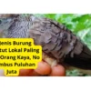 10 Jenis Burung Perkutut Lokal Paling Dicari Orang Kaya, No 3 Tembus Puluhan Juta