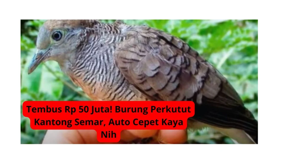 Tembus Rp 50 Juta! Burung Perkutut Kantong Semar, Auto Cepet Kaya Nih