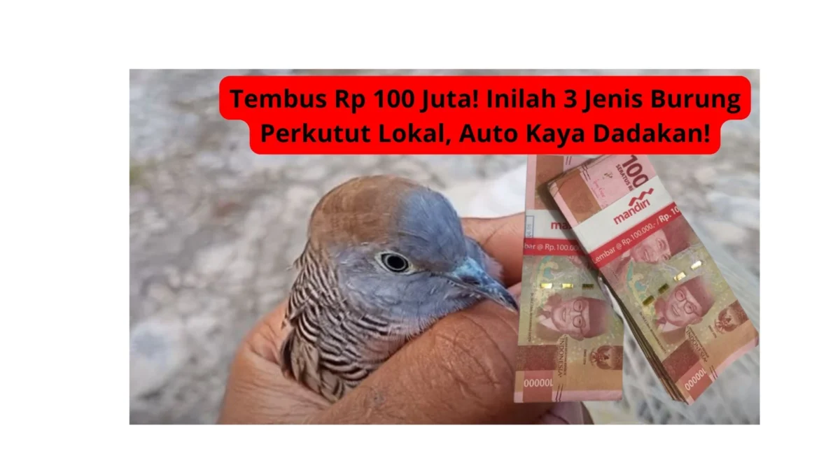 Tembus Rp 100 Juta! Inilah 3 Jenis Burung Perkutut Lokal, Auto Kaya Dadakan!