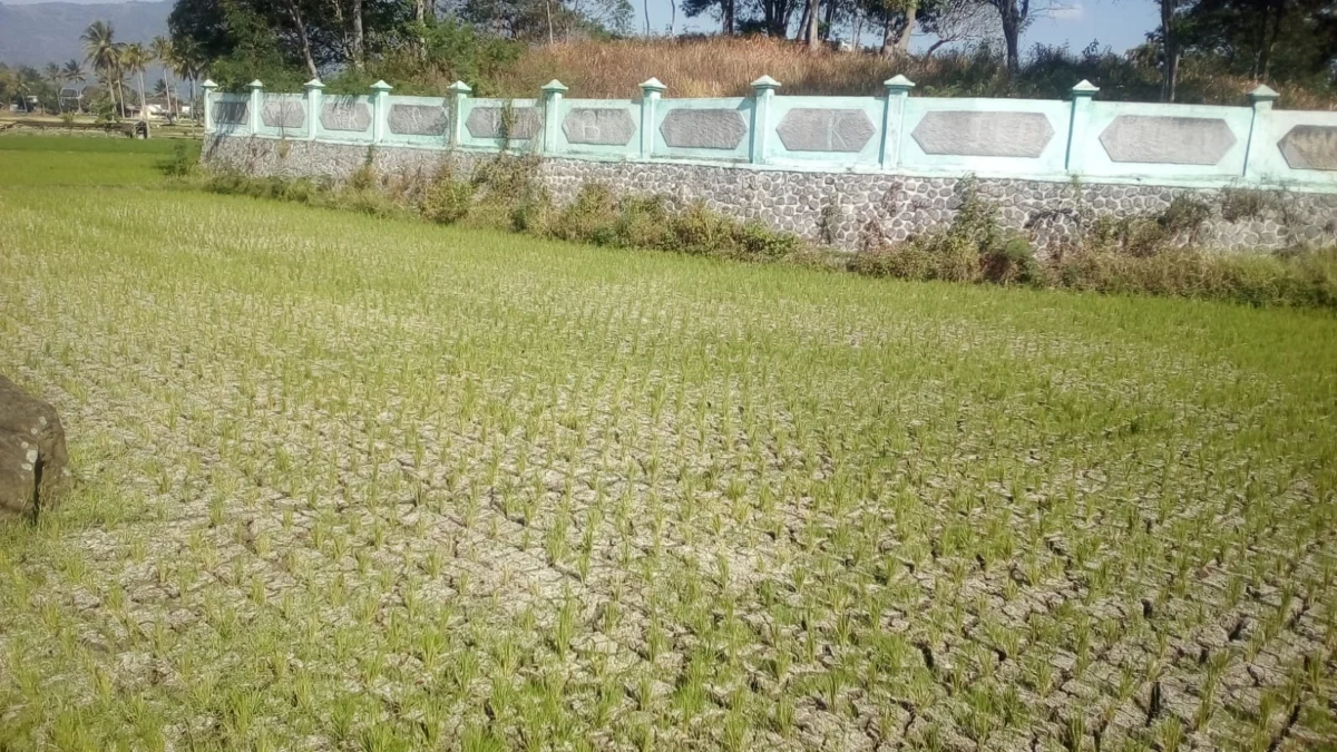 Petani di Garut Sedot Air Untuk Selamatkan Sawah