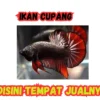 Tempat Jual Ikan Hias Cupang Berharga Jutaan! Nomor 3 Bisa sangat Mahal