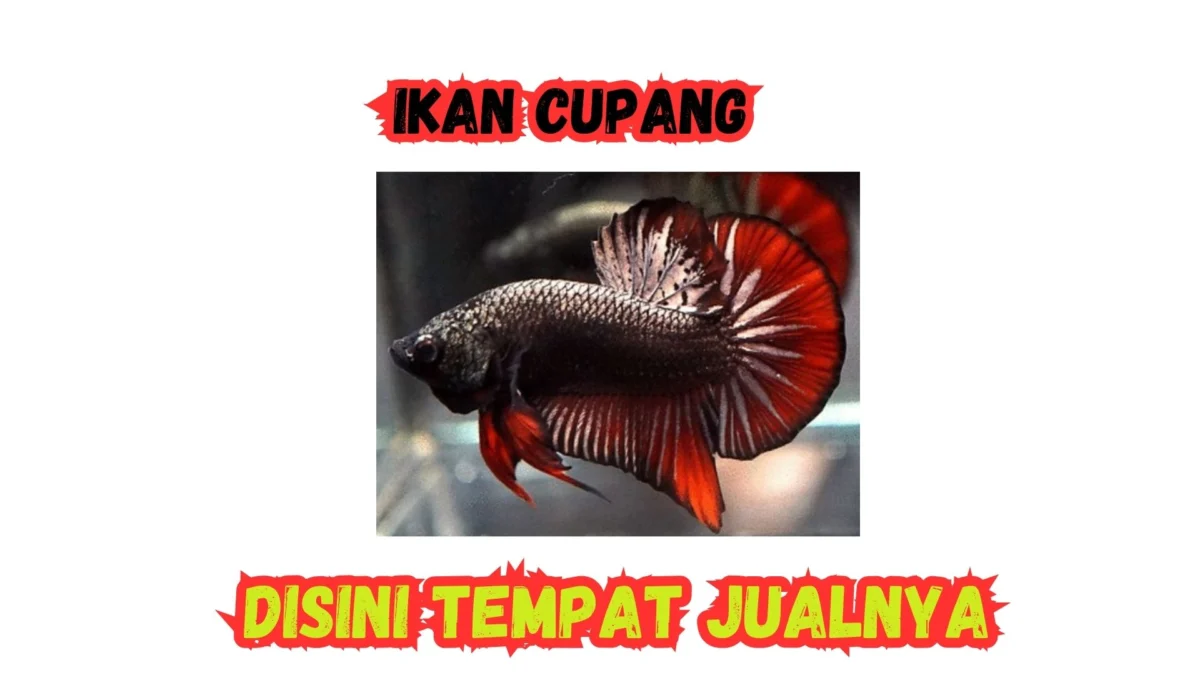 Tempat Jual Ikan Hias Cupang Berharga Jutaan! Nomor 3 Bisa sangat Mahal