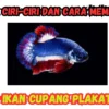 Ikan Cupang Plakat: Pengertian dan Ciri-ciri