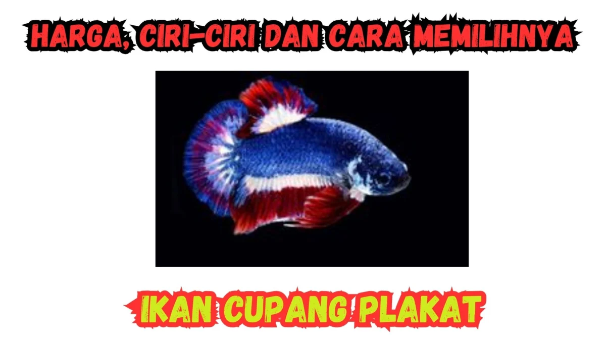 Ikan Cupang Plakat: Pengertian dan Ciri-ciri
