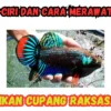 Ikan Cupang Raksasa: Ciri dan Cara Merawatnya