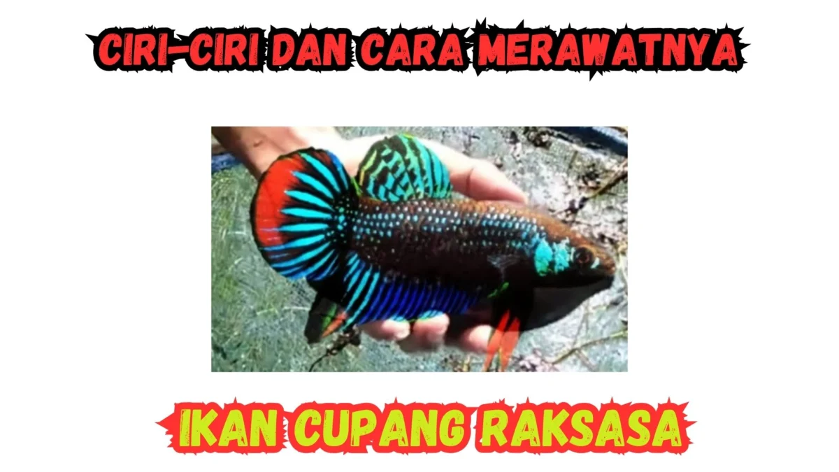 Ikan Cupang Raksasa: Ciri dan Cara Merawatnya